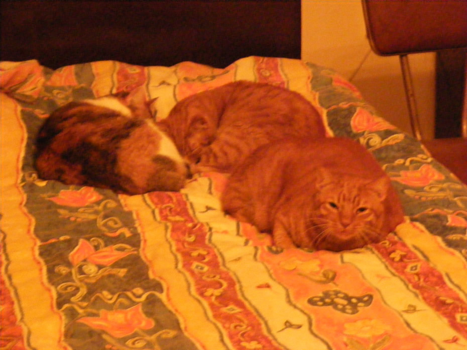 Nicholas Grech's pets once again relaxing on his bed