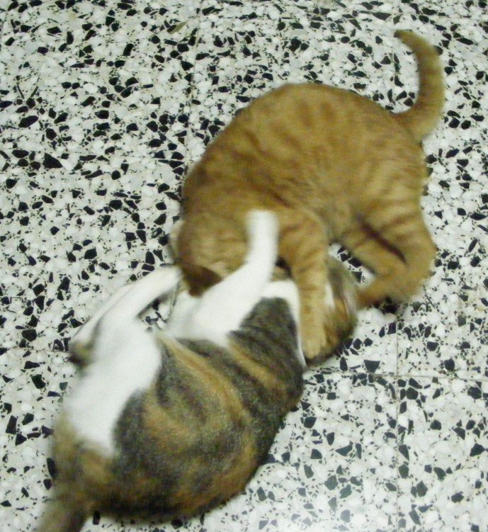 Nicholas Grech's pets wrestling it out Nicholas Grech's pets wrestling it out