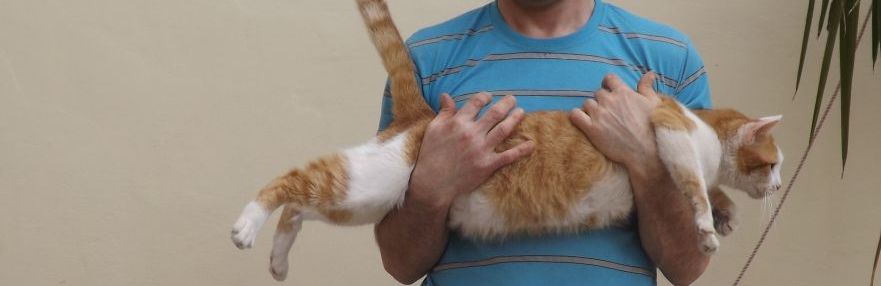 Nicholas Grech's pet, cat Luca doing some stretches=