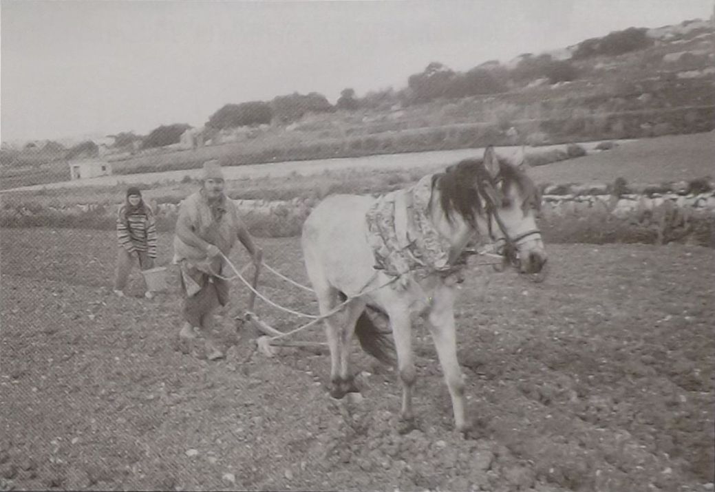 Frangisku Fenech Ta' Vangiela (Musrum) l-ghalqa l-Mosta