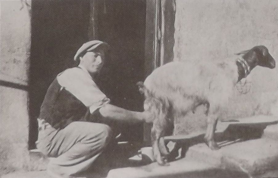 Bejjiegh tal-halib